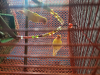 Love bird payer and cocatail tame baby